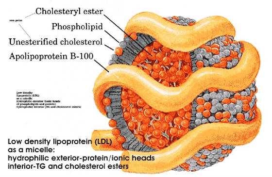 ldl-diagram.jpg